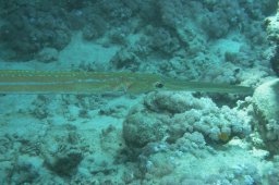 20020531_1_Shaab_Ruhr_0033